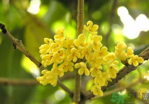 桂花怎么曬干？桂花曬好后可以做什么？