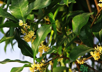 桂花什么時(shí)候采摘最好？桂花怎么采摘？