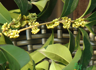 桂花什么時(shí)候采摘最好？桂花怎么采摘？