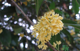 桂花什么時(shí)候采摘最好？桂花怎么采摘？