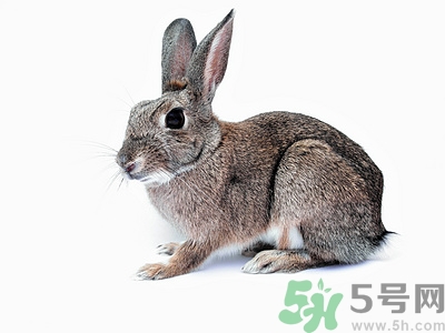 兔子能吃豆渣嗎?兔子吃豆渣有什么好處 兔子能吃豆渣嗎?兔子吃豆渣有什么好處