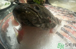 黑魚死了還能吃嗎？死黑魚能吃嗎？