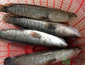 黑魚死了還能吃嗎？死黑魚能吃嗎？