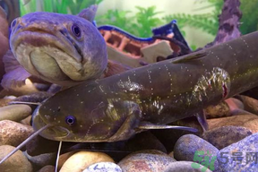 黑魚死了還能吃嗎？死黑魚能吃嗎？