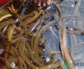野生黃鱔有寄生蟲嗎？野生黃鱔怎么去寄生蟲？