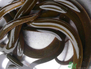 野生黃鱔有寄生蟲嗎？野生黃鱔怎么去寄生蟲？