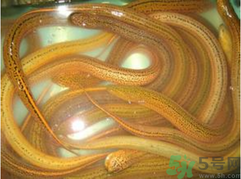 黃鱔泡酒喝能戒酒嗎？活黃鱔泡酒能戒酒嗎？