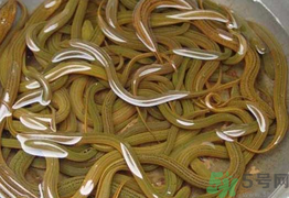 黃鱔泡酒喝能戒酒嗎？活黃鱔泡酒能戒酒嗎？