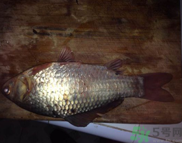 鯽魚死了還能吃嗎？死鯽魚能吃嗎？