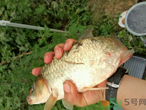 鯽魚死了多久不能吃？剛死的鯽魚能吃嗎？