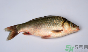 鯽魚死了多久不能吃？剛死的鯽魚能吃嗎？