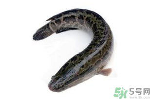 黑魚怎么洗掉身上的粘液？黑魚怎么洗才干凈？