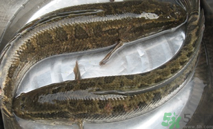 黑魚怎么洗掉身上的粘液？黑魚怎么洗才干凈？