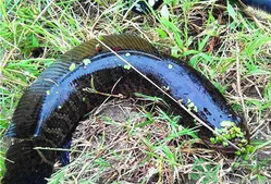 黑魚(yú)怎么釣？釣黑魚(yú)技巧