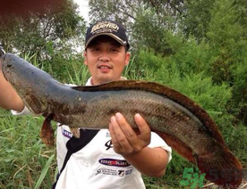 釣黑魚用什么餌？釣黑魚用什么餌最好？