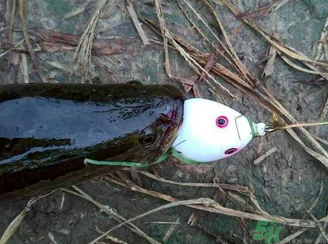 釣黑魚用什么餌？釣黑魚用什么餌最好？