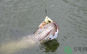 路亞釣黑魚用什么假餌？路亞釣黑魚用什么餌？