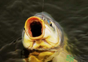 夜釣鯉魚用什么餌料？秋天夜釣鯉魚用什么餌料？
