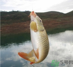 夜釣鯉魚用什么餌料？秋天夜釣鯉魚用什么餌料？