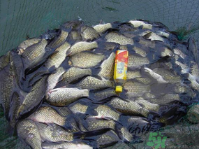 秋天夜釣鯽魚(yú)用什么餌料？秋天夜釣鯽魚(yú)餌料配方