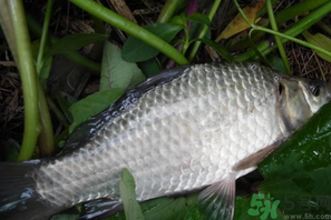 秋天夜釣鯽魚(yú)用什么餌料？秋天夜釣鯽魚(yú)餌料配方