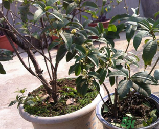 桂花可以做什么？新鮮桂花可以做什么？