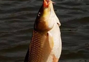 夜釣鯉魚用什么餌料？秋天夜釣鯉魚用什么餌料？