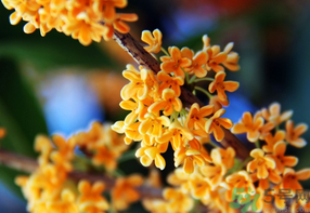 桂花一年開幾次花？桂花是幾月份開花？