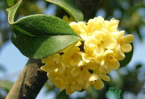 桂花一年開幾次花？桂花是幾月份開花？