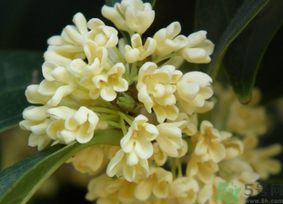 桂花是秋天開的嗎？秋天開的花有哪些？