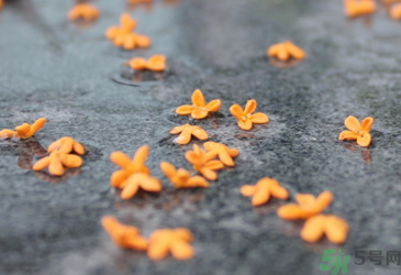 桂花是秋天開的嗎？秋天開的花有哪些？