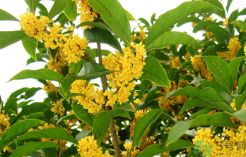 桂花是秋天開的嗎？秋天開的花有哪些？