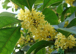 桂花是什么顏色？桂花有幾種顏色？