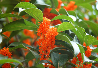 桂花是什么顏色？桂花有幾種顏色？