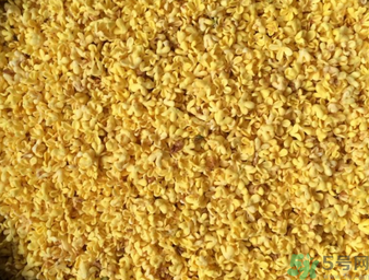 桂花可以做枕頭嗎？桂花做枕頭有什么功效？