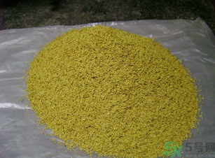 桂花可以做枕頭嗎？桂花做枕頭有什么功效？