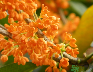 桂花可以做面膜嗎？?桂花面膜制作方法