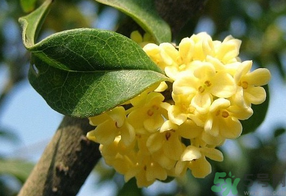 桂花不開花是什么原因？桂花不開花怎么辦？