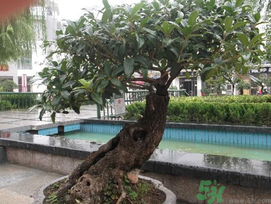 桂花可以放在臥室嗎？桂花放在臥室好嗎？