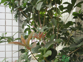 桂花可以放在臥室嗎？桂花放在臥室好嗎？