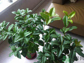 桂花可以放在臥室嗎？桂花放在臥室好嗎？