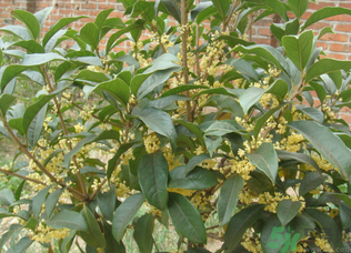 桂花樹可以種在室內嗎？桂花樹適合在室內嗎？