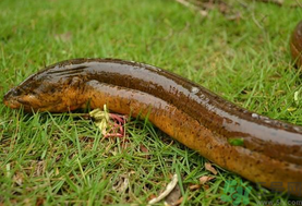 野生黃鱔和養(yǎng)殖黃鱔的區(qū)別？黃鱔野生怎么區(qū)分？