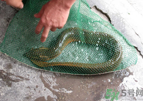 野生黃鱔和養(yǎng)殖黃鱔的區(qū)別？黃鱔野生怎么區(qū)分？