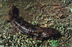 野生娃娃魚多少錢一斤？野生娃娃魚多少錢一條？