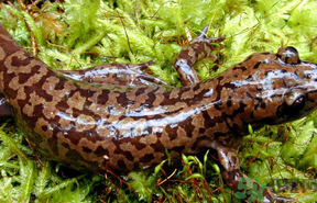 野生娃娃魚多少錢一斤？野生娃娃魚多少錢一條？