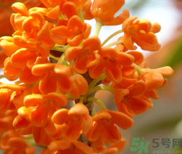 桂花和茶葉能一起泡嗎？桂花能和茶葉一起泡嗎？