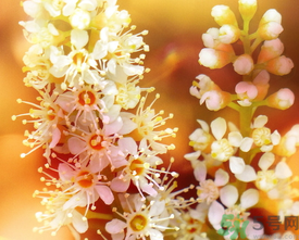 桂花和茶葉能一起泡嗎？桂花能和茶葉一起泡嗎？