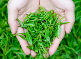 桂花和茶葉能一起泡嗎？桂花能和茶葉一起泡嗎？