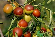 冬棗能放多久？冬棗的儲(chǔ)存方法有哪些？